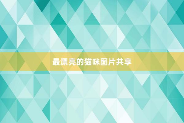 最漂亮的猫咪图片共享